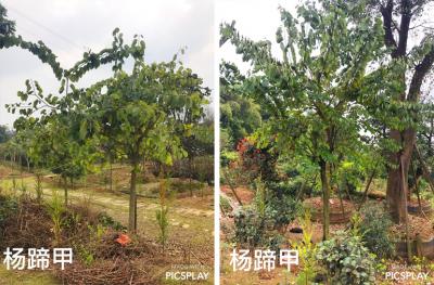 楊蹄甲樹苗