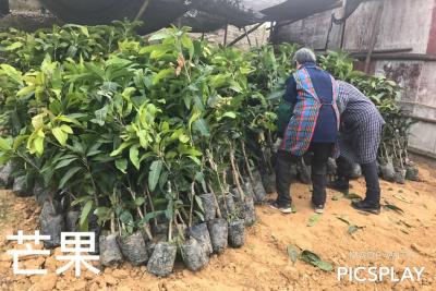 購買芒果樹苗