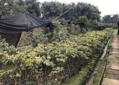 種苗基地