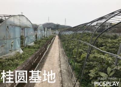 桂圓基地