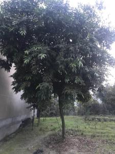 水晶蒲桃